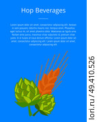 Hop beverages poster with hops and golden ears of wheat vector illustrations. Plants cultivated for use by brewing industry, flavor ingredients in beer. Hop Beverages Poster Hops and Golden Ears of Wheat. Стоковая иллюстрация, агентство Ingram Publishing / Фотобанк Лори