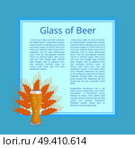 Glass of beer on background of wheat, poster with text and weizen glass. Glassware of light alcoholic drink with bubbles, symbol of Oktoberfest festival. Glass of Beer Background Wheat Poster with Text. Стоковая иллюстрация, агентство Ingram Publishing / Фотобанк Лори