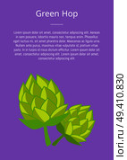 Green hop poster with text vector. Plant cultivated for use by brewing industry, flavor ingredient in beer, symbol of Oktoberfest or Octoberfest. Green Humulus Hop Vector Illustration Isolated. Стоковая иллюстрация, агентство Ingram Publishing / Фотобанк Лори