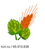 Green hop and golden ears of wheat vector illustrations isolated on white. Plants cultivated for use by brewing industry, flavor ingredients in beer. Hop and Golden Ears of Wheat Vector Illustrations. Стоковая иллюстрация, агентство Ingram Publishing / Фотобанк Лори