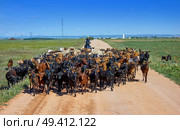 Goats and sheeps flock with pilgrim in Castile La Mancha in Saint james Way of Levante. Стоковое фото, агентство Ingram Publishing / Фотобанк Лори