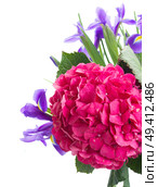 pink hortensia and violet irise  flowers close up  isolated on white background. Стоковое фото, агентство Ingram Publishing / Фотобанк Лори