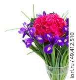 pink hortensia and violet irise  flowers  isolated on white background. Стоковое фото, агентство Ingram Publishing / Фотобанк Лори