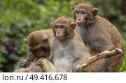 Macaques in nature. Macaques constitute a genus (Macaca) of gregarious monkeys. Стоковое фото, фотограф Андрей Армягов / Фотобанк Лори
