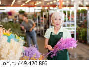 Old saleswoman holding bundle of dried ruscus in open-air plants market. Стоковое фото, фотограф Яков Филимонов / Фотобанк Лори