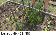 A woman is working in a garden bed. She is setting up stakes for tying tomato plants. The raised bed has a wooden base. High-Angle Shot. Стоковое видео, видеограф Vadzim Yakubovich / Фотобанк Лори