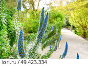 Echium Fastuosum Candicans Pride of Madeira Purple Flowers. Стоковое фото, агентство Ingram Publishing / Фотобанк Лори
