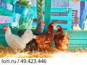 Hens in a poultry hen house with straw turquoise color wood henhouse. Стоковое фото, агентство Ingram Publishing / Фотобанк Лори