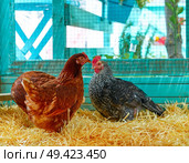 Hens in a poultry hen house with straw turquoise color wood henhouse. Стоковое фото, агентство Ingram Publishing / Фотобанк Лори