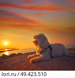Maltichon pet dog relaxed looking sunset in a beach. Стоковое фото, агентство Ingram Publishing / Фотобанк Лори