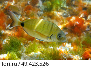 Diplodus Sargus fish underwater Mediterranean in Spain white seabream alive. Стоковое фото, агентство Ingram Publishing / Фотобанк Лори