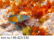 Fredy fish Thalassoma Pavo in Mediterranean underwater alive Ornate Wrasse. Стоковое фото, агентство Ingram Publishing / Фотобанк Лори