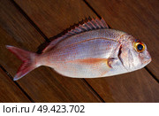 Snapper fish catch fresh red pink color Lutjanus Campechanus. Стоковое фото, агентство Ingram Publishing / Фотобанк Лори