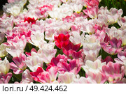 pink, red and orange tulip field in North Holland during spring. Стоковое фото, агентство Ingram Publishing / Фотобанк Лори