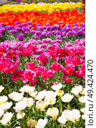 pink, red and orange tulip field in North Holland during spring. Стоковое фото, агентство Ingram Publishing / Фотобанк Лори
