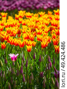 pink, red and orange tulip field in North Holland during spring. Стоковое фото, агентство Ingram Publishing / Фотобанк Лори