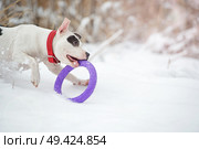running and playing white dog with toy at  frozen gulf. winter. Стоковое фото, агентство Ingram Publishing / Фотобанк Лори