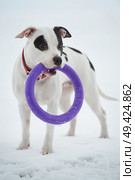 white staffordshire terrier  posing with toy at  frozen gulf. winter. Стоковое фото, агентство Ingram Publishing / Фотобанк Лори
