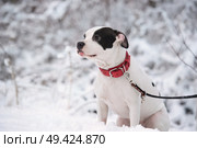 portrait of white siting  staffordshire terrier. winter. Стоковое фото, агентство Ingram Publishing / Фотобанк Лори