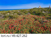 Lighthouse Faro of Nova Tabarca island in Alicante Spain red Mesembryanthemum flowers. Стоковое фото, агентство Ingram Publishing / Фотобанк Лори