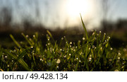 The Morning Dew Resting on Fresh Green Grass Illuminated by the Bright Sunlights Rays. Стоковое фото, фотограф Victor Kaprov / Фотобанк Лори