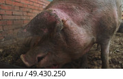 dirty face of a big pig looking for food in a stable. Portrait. Стоковое видео, видеограф Strunov David / Фотобанк Лори
