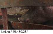 A big, hairy, and dirty pig drinks from a feeder on a farm, behind a fence. Стоковое видео, видеограф Strunov David / Фотобанк Лори