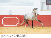 running  white Andalusian stallion in bull arena. Стоковое фото, агентство Ingram Publishing / Фотобанк Лори