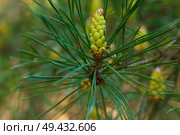 Так цветет сосна обыкновенная pinus sylvestris. Стоковое фото, фотограф Василий Быстрицкий / Фотобанк Лори