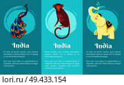 Animal symbols of India on set of posters. Vector illustration of peacock with colourful feathers, monkey with long tail and white elephant on blue. Animal Symbols of India on Set of Posters. Стоковая иллюстрация, агентство Ingram Publishing / Фотобанк Лори