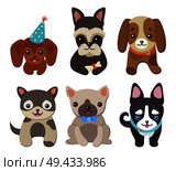 Adorable little pedigree fluffy puppies in cone festive hat, bright collars and small bow isolated vector Illustrations set on white background.. Adorable Padigree Fluffy Puppies Illustrations. Стоковая иллюстрация, агентство Ingram Publishing / Фотобанк Лори
