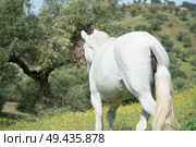 brood spanish mare walking in olive garden. Andalusia. Spain. Стоковое фото, агентство Ingram Publishing / Фотобанк Лори