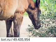 portrait of purebred spanish foal posing in olive garden. Andalusia. Spain. Стоковое фото, агентство Ingram Publishing / Фотобанк Лори