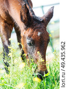 portrait of grazing purebred spanish foal. close up.  Andalusia. Spain. Стоковое фото, агентство Ingram Publishing / Фотобанк Лори