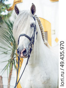 portrait of beautiful purebred PRE stallion in dressage bridle. Andalusia. Spain. Стоковое фото, агентство Ingram Publishing / Фотобанк Лори