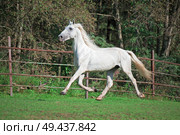  running white beautiful  Orlov trotter stallion in paddock. Стоковое фото, агентство Ingram Publishing / Фотобанк Лори