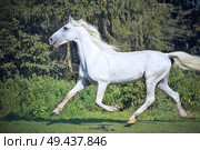  running white beautiful  Orlov trotter stallion in paddock. Стоковое фото, агентство Ingram Publishing / Фотобанк Лори