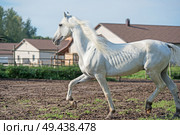  running white beautiful  Orlov trotter stallion in paddock. spring season. Стоковое фото, агентство Ingram Publishing / Фотобанк Лори
