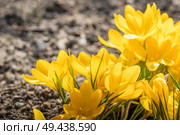 Yellow crocus flowers in a flowerbed at springtime blooming in the sun. Стоковое фото, агентство Ingram Publishing / Фотобанк Лори