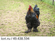 Large rooster with fluffy feet walking around in a rural farmyard in a countryside. Стоковое фото, агентство Ingram Publishing / Фотобанк Лори