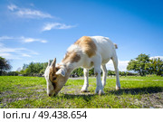 Goat eating fresh green grass at a farm in the spring under a blue sky. Стоковое фото, агентство Ingram Publishing / Фотобанк Лори