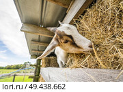 Goat eating hay on a rural farm in the summer. Стоковое фото, агентство Ingram Publishing / Фотобанк Лори
