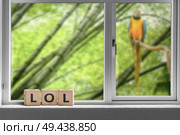 LOL sign in a window to a junge with a parrot sitting in a tree. Стоковое фото, агентство Ingram Publishing / Фотобанк Лори