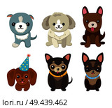 Dogs and puppies collection, poster with pets, of different breeds, pug and basset hound, labrador and chihuahua, dachshund dog on vector illustration. Dogs and Puppies Set Poster Vector Illustration. Стоковая иллюстрация, агентство Ingram Publishing / Фотобанк Лори
