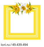 Decorative frame for photo or text with spring flowers daffodil narcissus plant, flowers with white or pale outer petals vector illustration greeting card. Decorative Frame for Photo or Text Spring Flowers. Стоковая иллюстрация, агентство Ingram Publishing / Фотобанк Лори