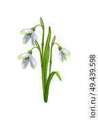 Snowdrop galanthus bell shaped flower vector illustration isolated on white background. First spring blooming bulbous plant, fresh beautiful bouquet. Snowdrop Galanthus Bell Shaped Flower Vector Icon. Стоковая иллюстрация, агентство Ingram Publishing / Фотобанк Лори