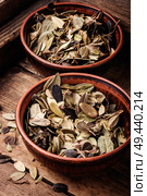 Dried forest lingonberry leaves.Phytotherapy medicinal herbs.Herbal medicine. Cowberry healing foliage. Стоковое фото, агентство Ingram Publishing / Фотобанк Лори
