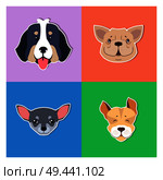 Four canine heads of pedigreed dogs set on colored background. Vector illustration of heavy Bernese Mountain Dog, smiling French Bulldog, small face of Chihuahua and funny Jack Russell Terrier. Four Canine Heads of Pedigreed Dogs Doggie Concept. Стоковая иллюстрация, агентство Ingram Publishing / Фотобанк Лори