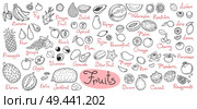 Set drawings of fruits for design menus, recipes and packages product. Vector Illustration.. Set drawings of fruits for design menus, recipes and packages product. Vector Illustration. Стоковая иллюстрация, агентство Ingram Publishing / Фотобанк Лори