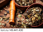 Dried forest lingonberry leaves.Phytotherapy medicinal herbs.Herbal medicine. Cowberry healing foliage. Стоковое фото, агентство Ingram Publishing / Фотобанк Лори